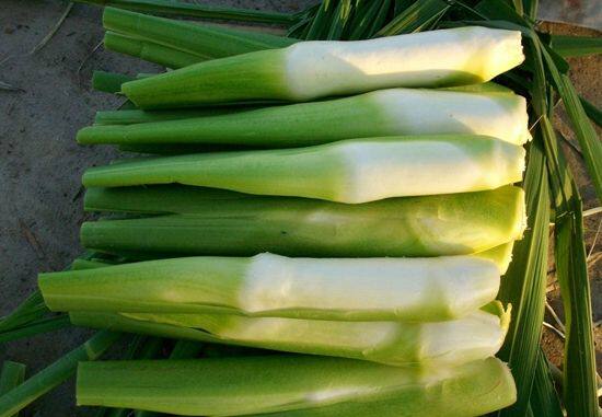 新鲜上海农家高山茭白 农家新鲜蔬菜高笋 茭瓜 4斤包邮