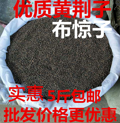 布惊子5斤布惊仁 布惊籽仁 布惊子仁枕头黄荆籽黄荆子包邮