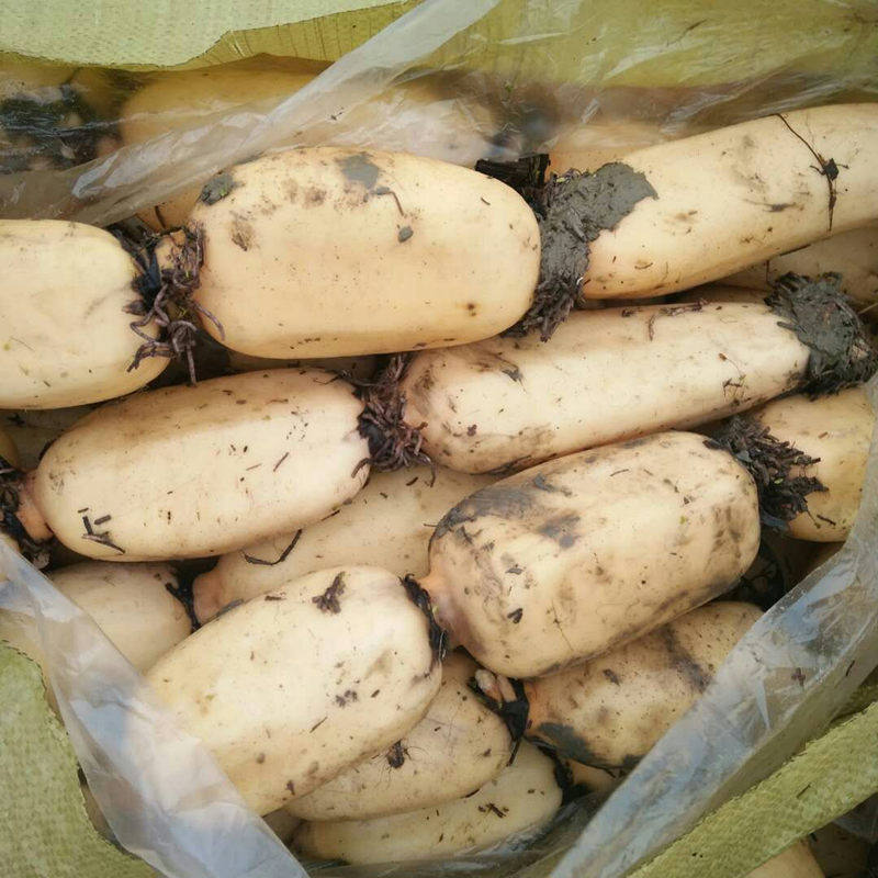 河南范县特产脆藕莲藕新鲜现挖5斤包邮粉藕莲藕新鲜煲汤糯米甜藕