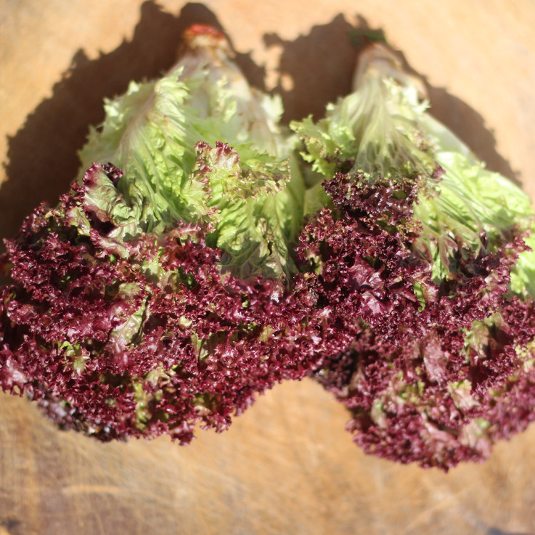 新鲜紫生菜罗莎红红叶莴苣紫叶生菜红罗莎沙拉菜蔬菜500克