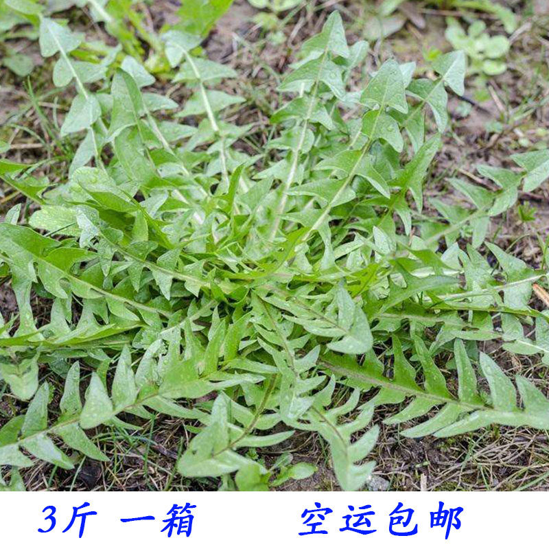 新鲜蒲公英 3斤装新鲜婆婆丁黄花苗黄花地丁整棵带根现挖包邮