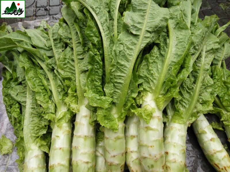 新鲜香窝笋脆莴笋本土青莴苣红皮斑点莴笋叶尖农家自种蔬菜2斤装