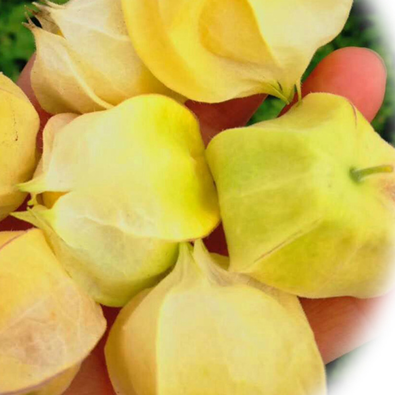 姑娘果 东北黑龙江特产新鲜水果甜菇娘果黄菇茑灯笼果精选大果3斤