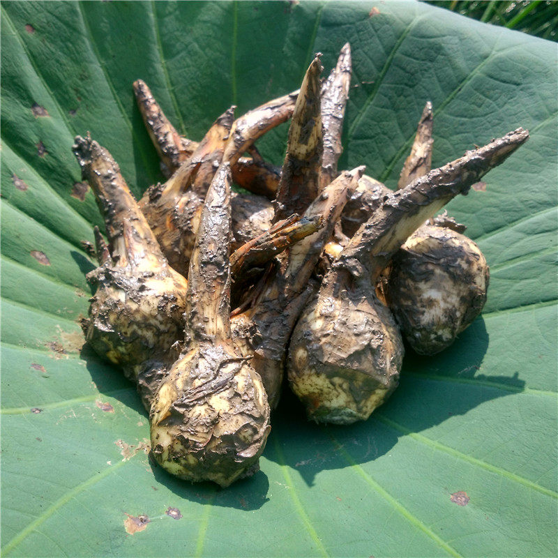 5斤装新鲜茨菇湖北天门特产白茨菰慈姑白马蹄应季新鲜蔬菜瓜果
