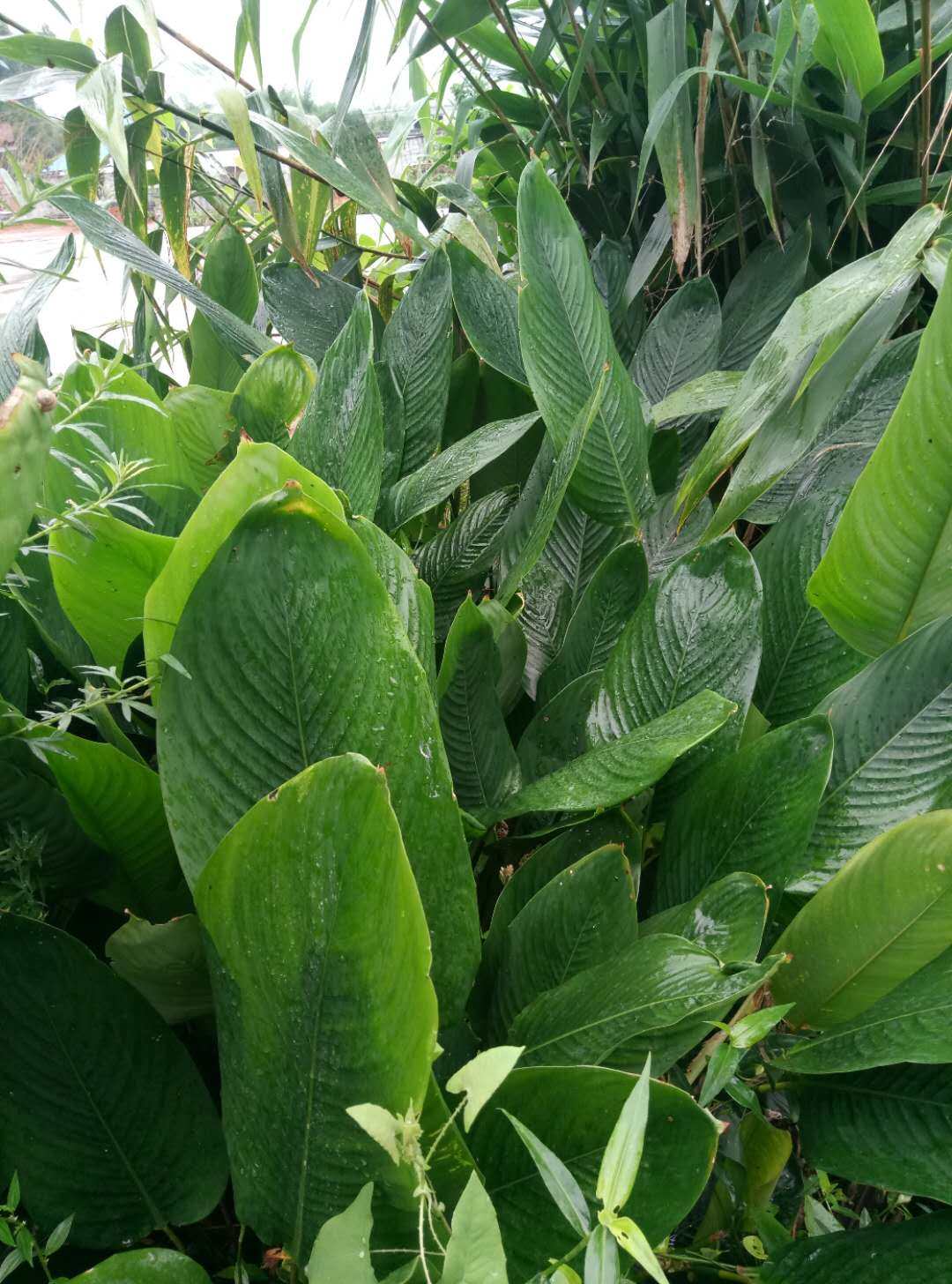 新鲜柊叶冬叶粽叶肇庆裹蒸海南粽子肇庆裹蒸粽广西粽叶云南肉棕