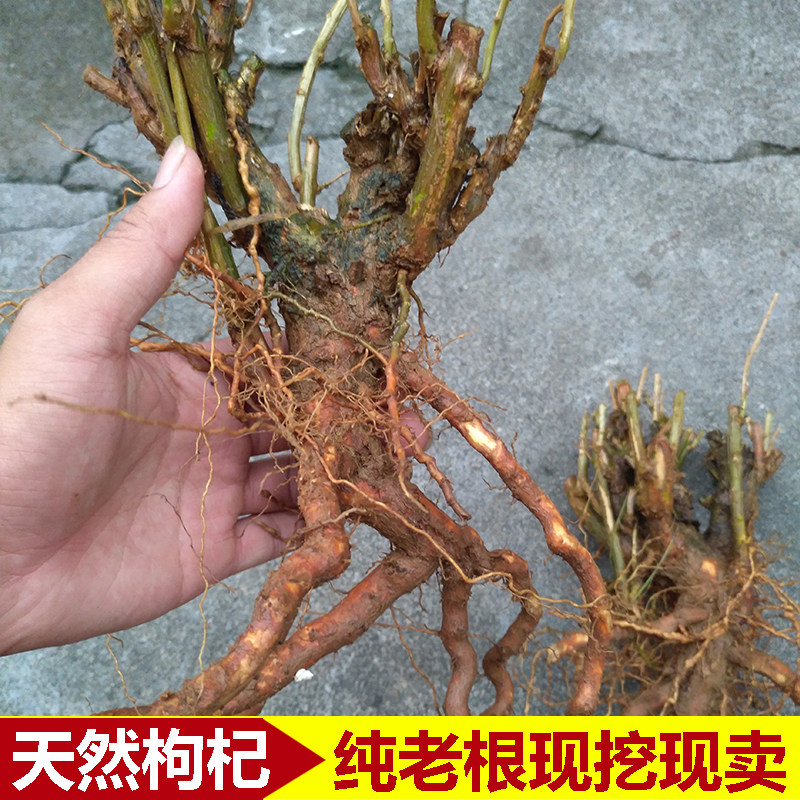 农家新鲜枸杞老根地骨皮枸杞子根枸杞子茶天然种植