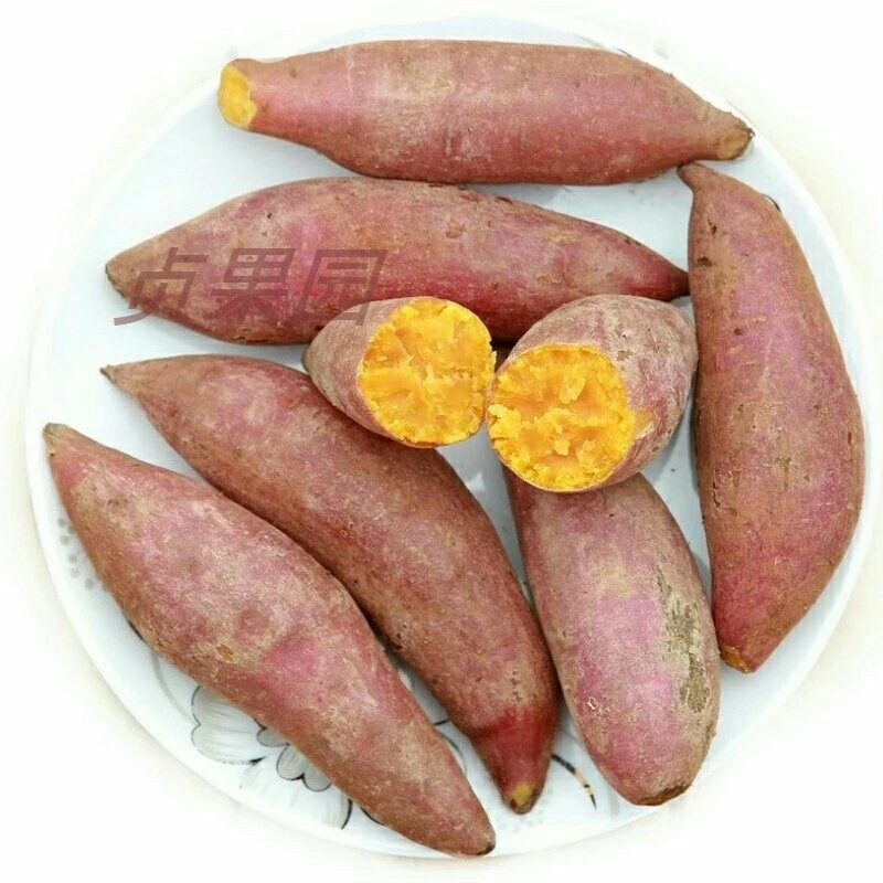 农家红皮黄心红薯新鲜小红薯番薯生地瓜净重10斤