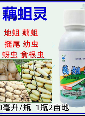 藕蛆灵藕塘杀虫不伤藕除地蛆藕蛆食根虫摇尾幼虫蚜虫莲藕塘