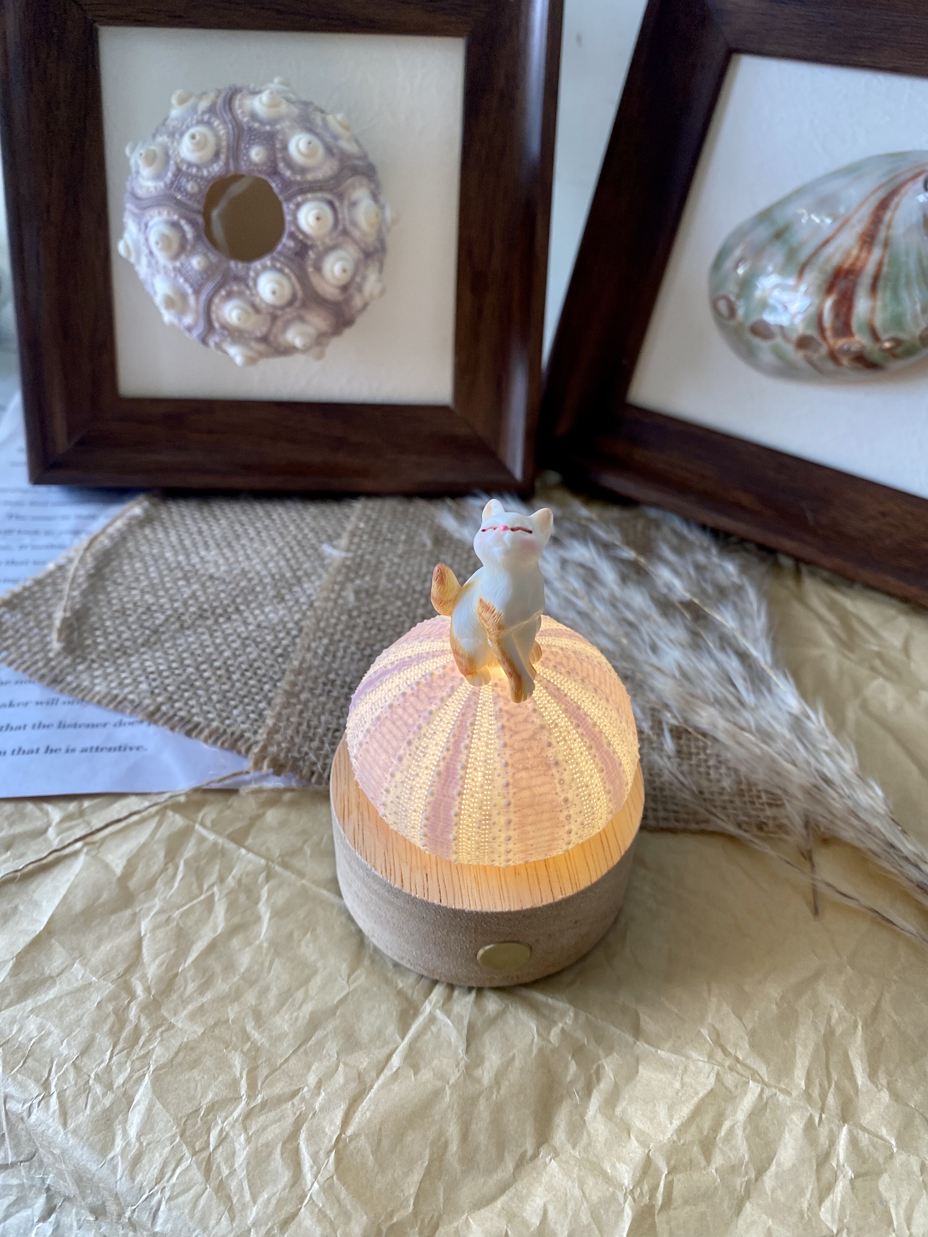 原创手作天然海胆猫咪氛围小夜灯海洋风摆件生日礼物送朋友礼品