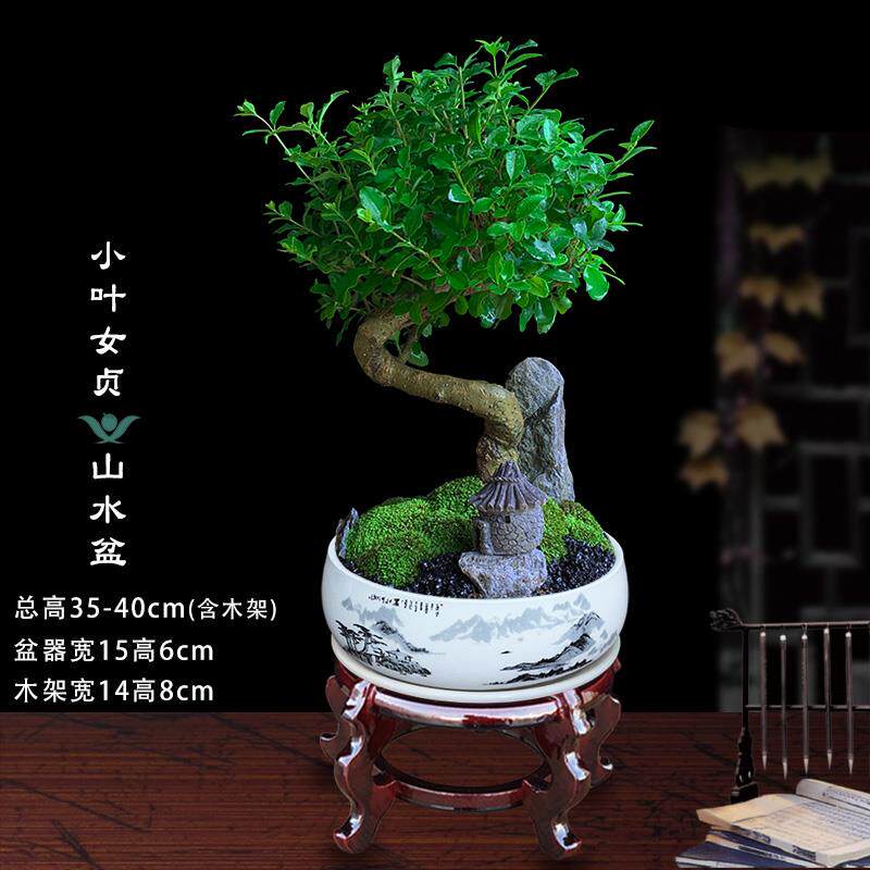 小叶女贞造型盆景室内绿植客厅庭院桌面观叶盆栽四季好养阳台植物
