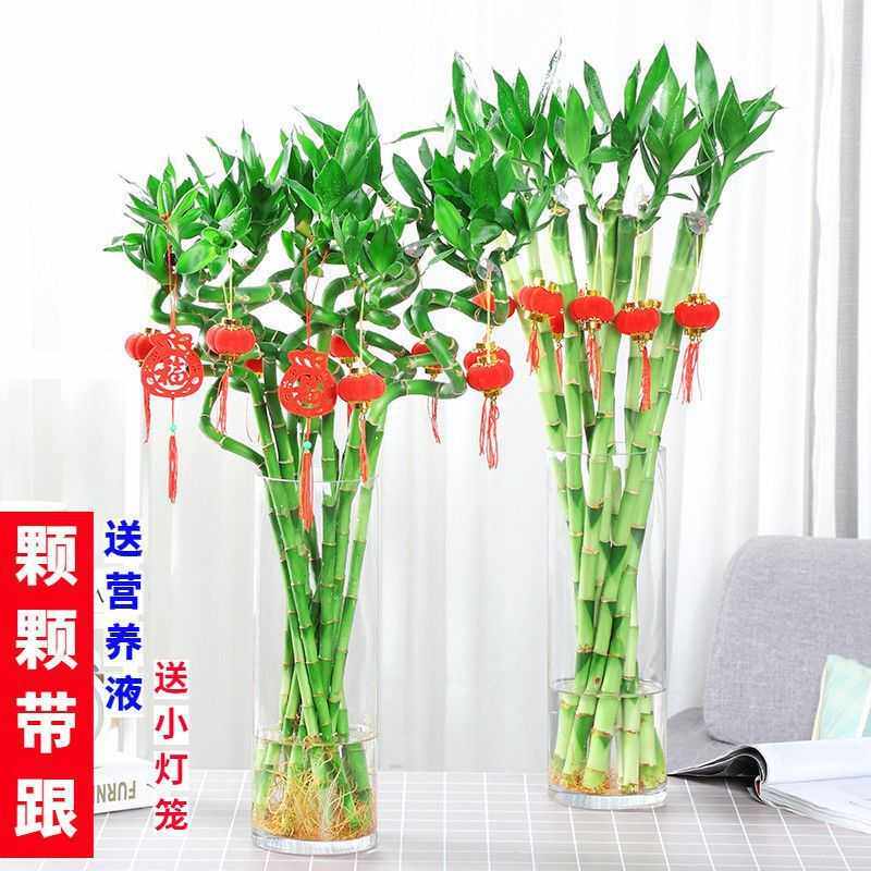 带根水培转运竹富贵竹植物水养弯竹开运竹子盆载客厅室内常青绿植