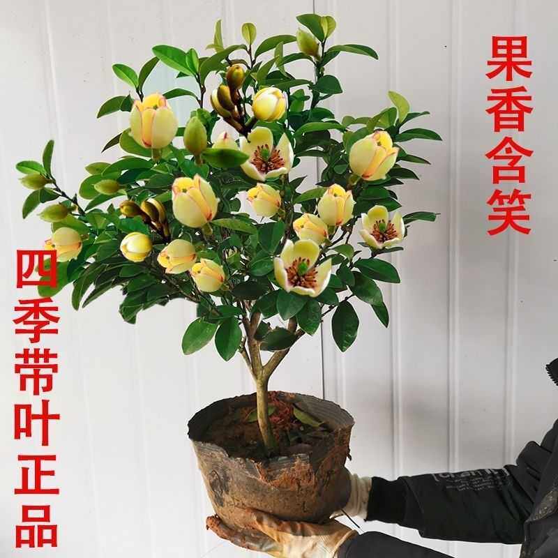 带花苞含笑花苗盆栽四季种植开花浓香花卉含笑老桩树苗耐寒耐温