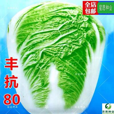 丰抗80白菜种子特好吃每