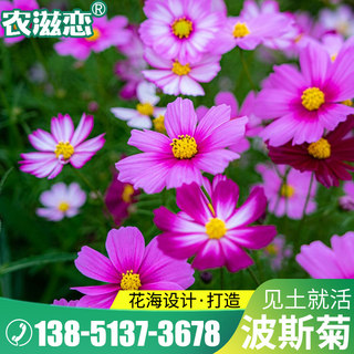 波斯菊花种子四季易种格桑花种籽彩色开花野花组合种子庭院易活花