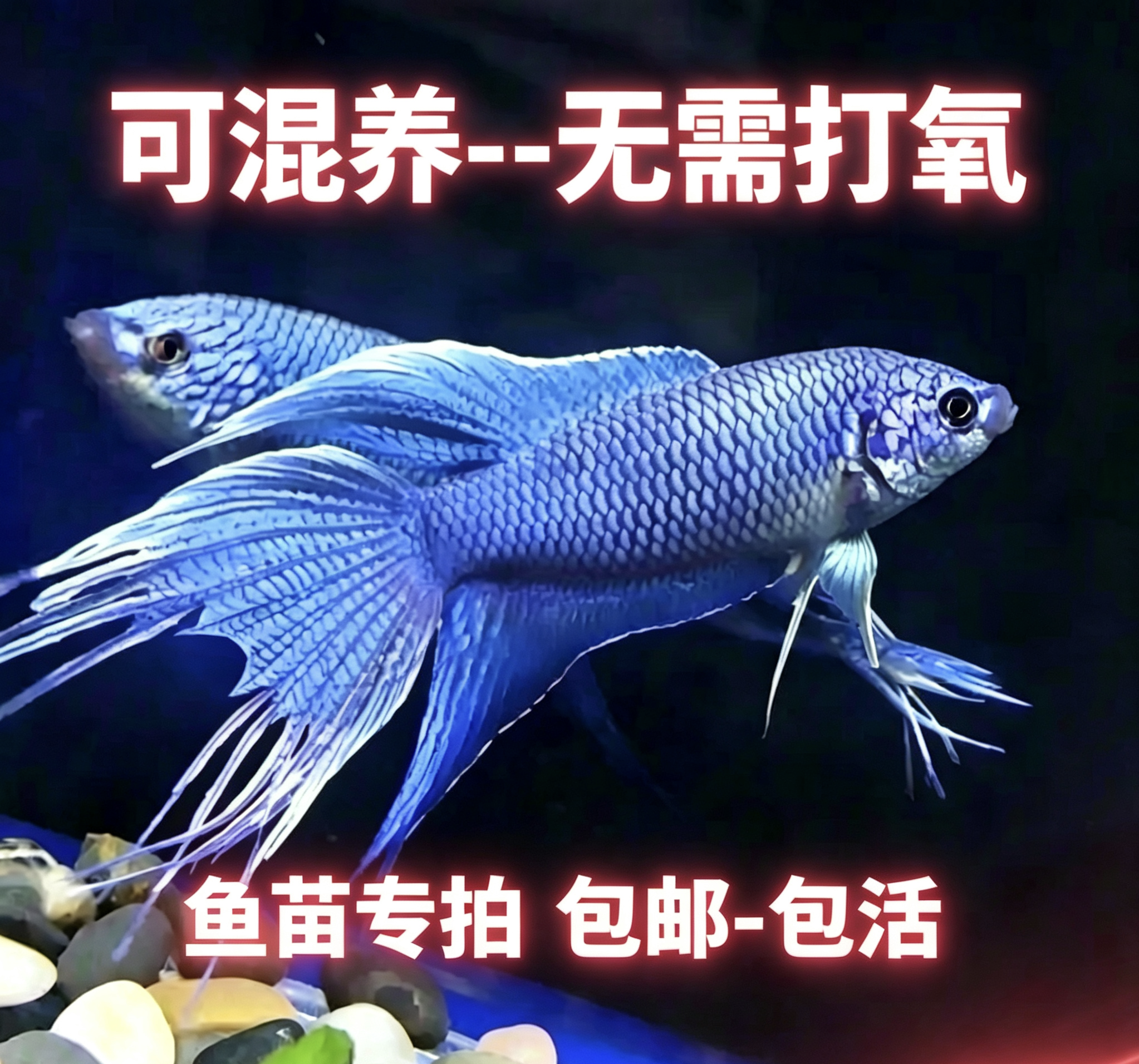 中国斗鱼活体鱼苗冷水淡水好养
