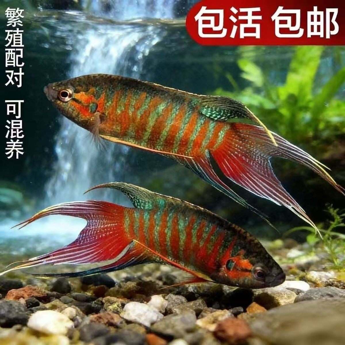 中国斗鱼活体冷水淡水好养耐活