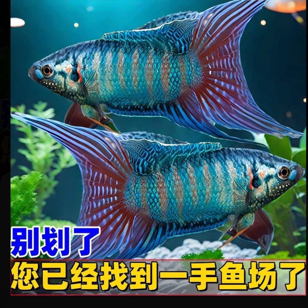 中国斗鱼巨普成鱼斗鱼冷水淡水鱼观赏鱼手巾皮婆耐养新手入门包活