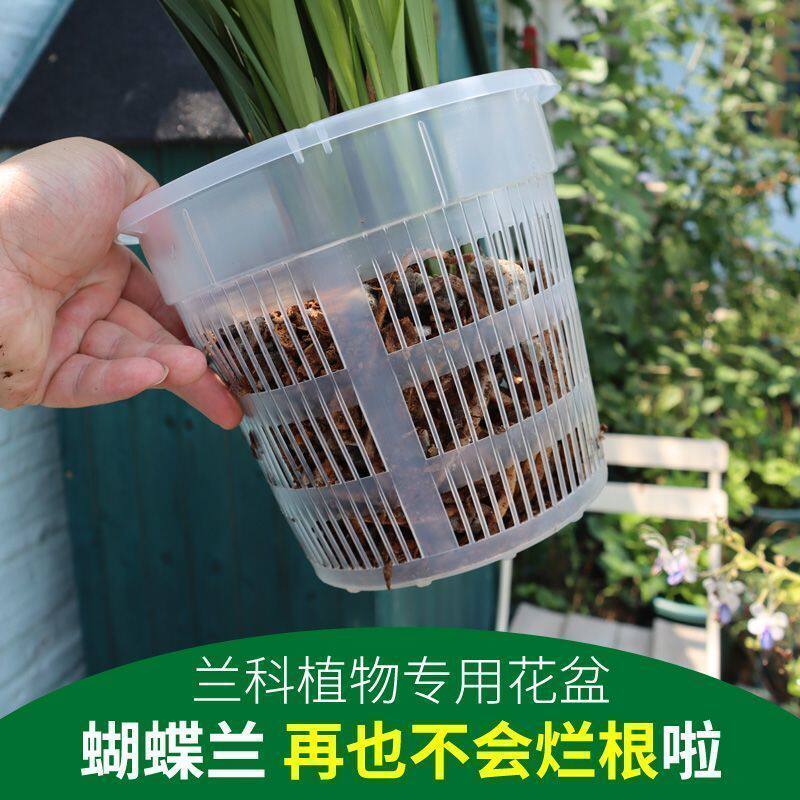 水培固定篮蝴蝶兰控根盆