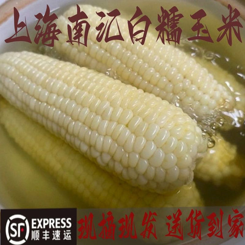 上海南汇当地种植带壳白糯玉米非转基因加工后发货白糯玉米棒现摘