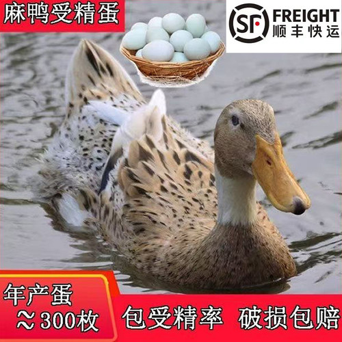 正宗散养金定麻鸭种蛋可孵化土鸭小黑鸭宠物鸭受精蛋绿壳鸭蛋鸭苗