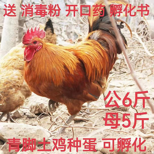 土鸡种蛋受精蛋包受精率包破损
