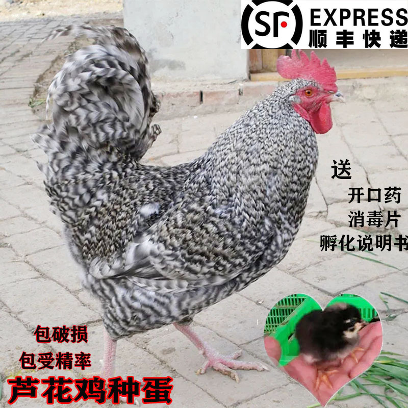 粉壳芦花鸡种蛋受精蛋包受精率