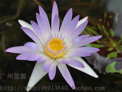 甘娜  热带睡莲 非常丰花 四季开花 可做花茶  带花苞大苗