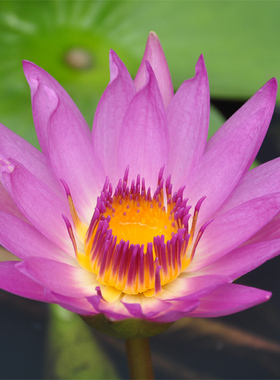 鲁比 Ruby 经典热带睡莲 粉红色 非常芳香 胎生 适合盆栽 易开花