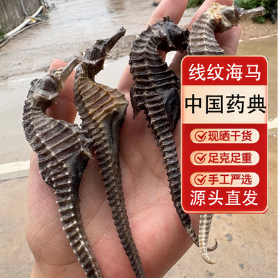 线纹海马一公一母配对中干货药正宗煲汤泡酒温肾补阳中药材滋补品