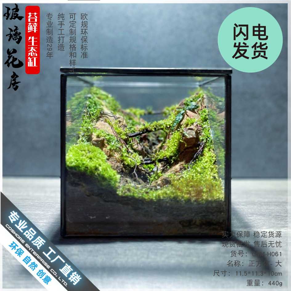 植物青苔微景盒子玻璃盆景苔藓微景观微缩森林生态瓶缸桌面摆件罩