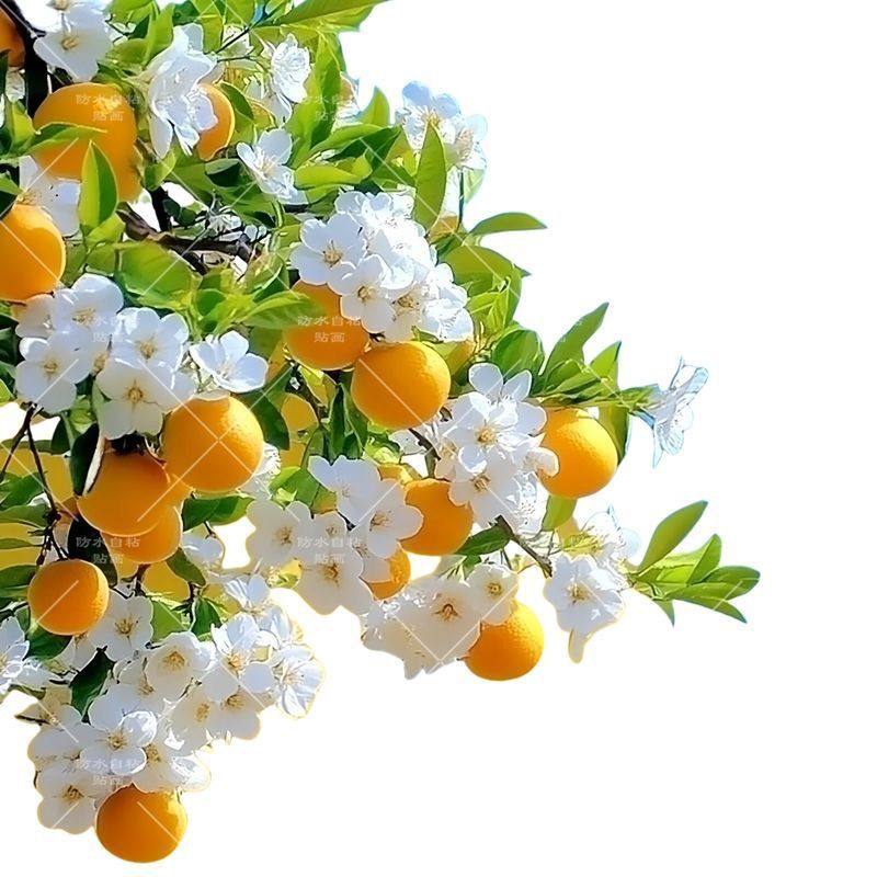 厨房贴纸装饰小图案柑橘花冰箱贴纸专用防水自粘装饰画餐厅厨房玻