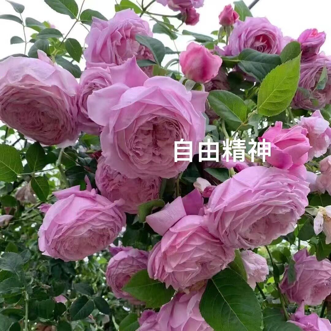 自由精神藤本月季大苗四季开花阳台庭院种植盆栽地栽爬墙月季花苗