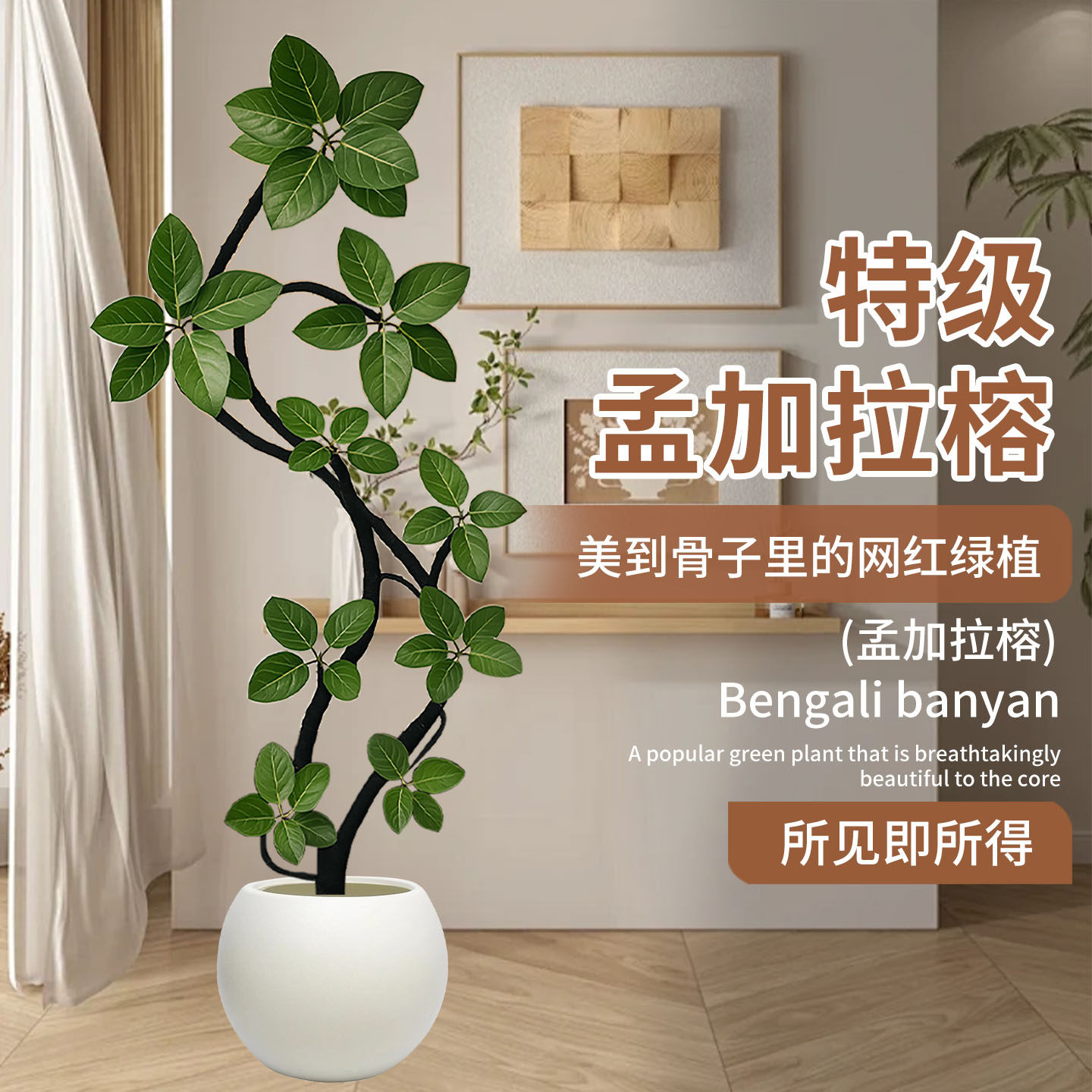 孟加拉榕盆栽网红大型绿植黄金榕高山榕树室内客厅落地橡皮面包树,鲜花速递/花卉仿真/绿植园艺,大型绿植/成品组合盆栽,淘宝优惠券,粉丝福利购,淘宝优惠卷