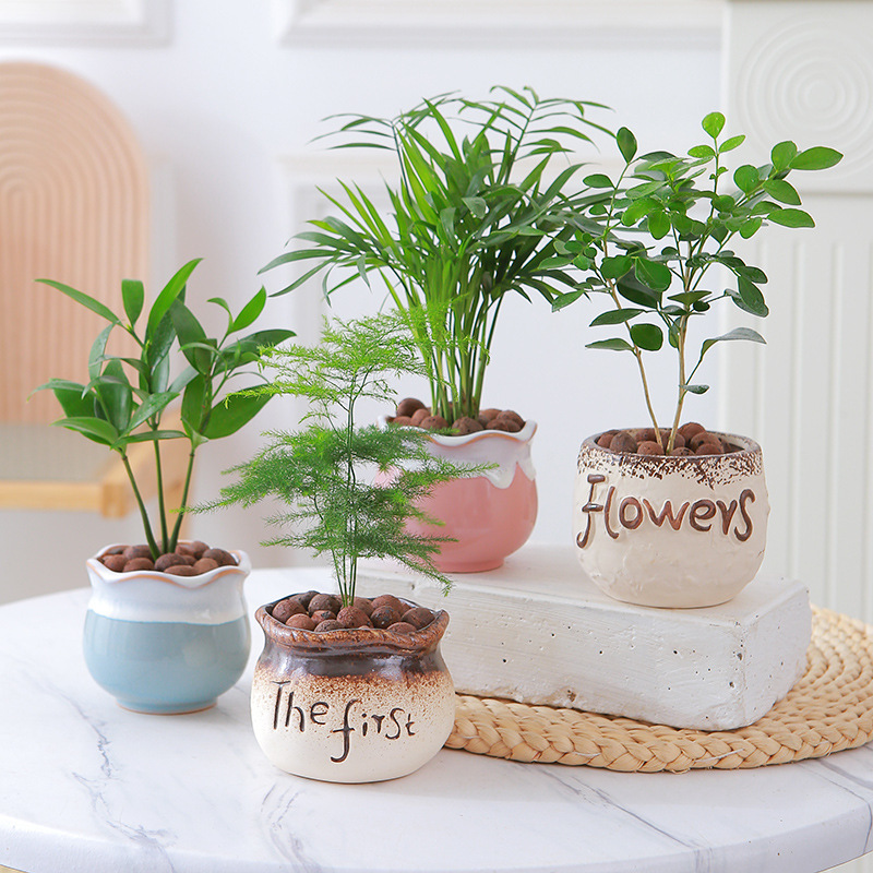 文竹盆栽室内好养活盆景办公室桌面小绿植九里香竹柏四季好养