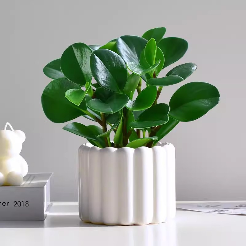 碧玉绿植小盆栽办公室内桌面装饰绿化四季好养耐阴植物工位盆景