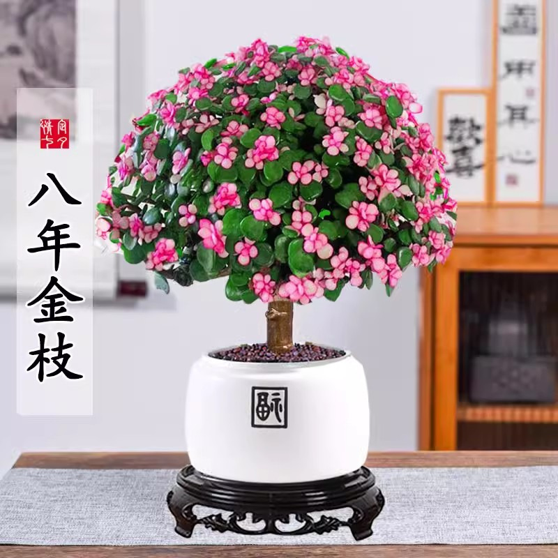 金枝玉叶盆栽水培多肉植物室内花卉办公老桩绿植净化好养肉肉盆景