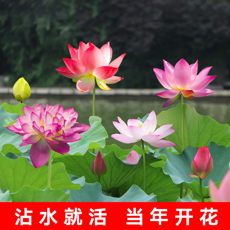 四季池塘大型荷花种藕苗水养盆栽荷塘莲藕种苗观赏荷花种根莲花苗