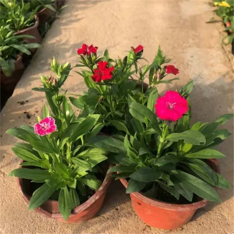 五彩石竹常夏石竹盆栽花苗耐寒易活庭院带花苞开花不断四季开花