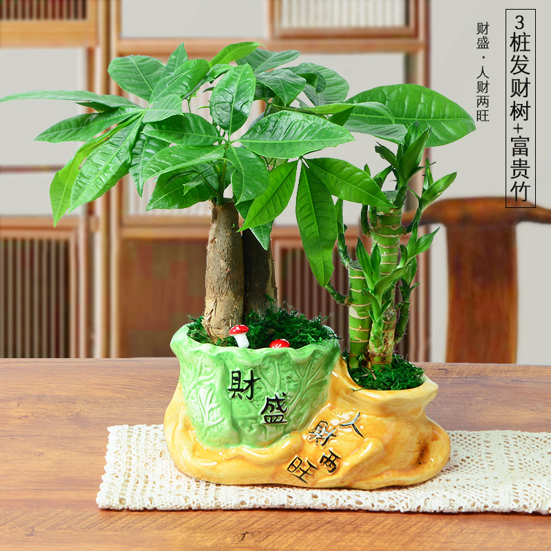 Gy发财树富贵竹绿植盆栽室内办公室客厅摆件植物花卉盆景