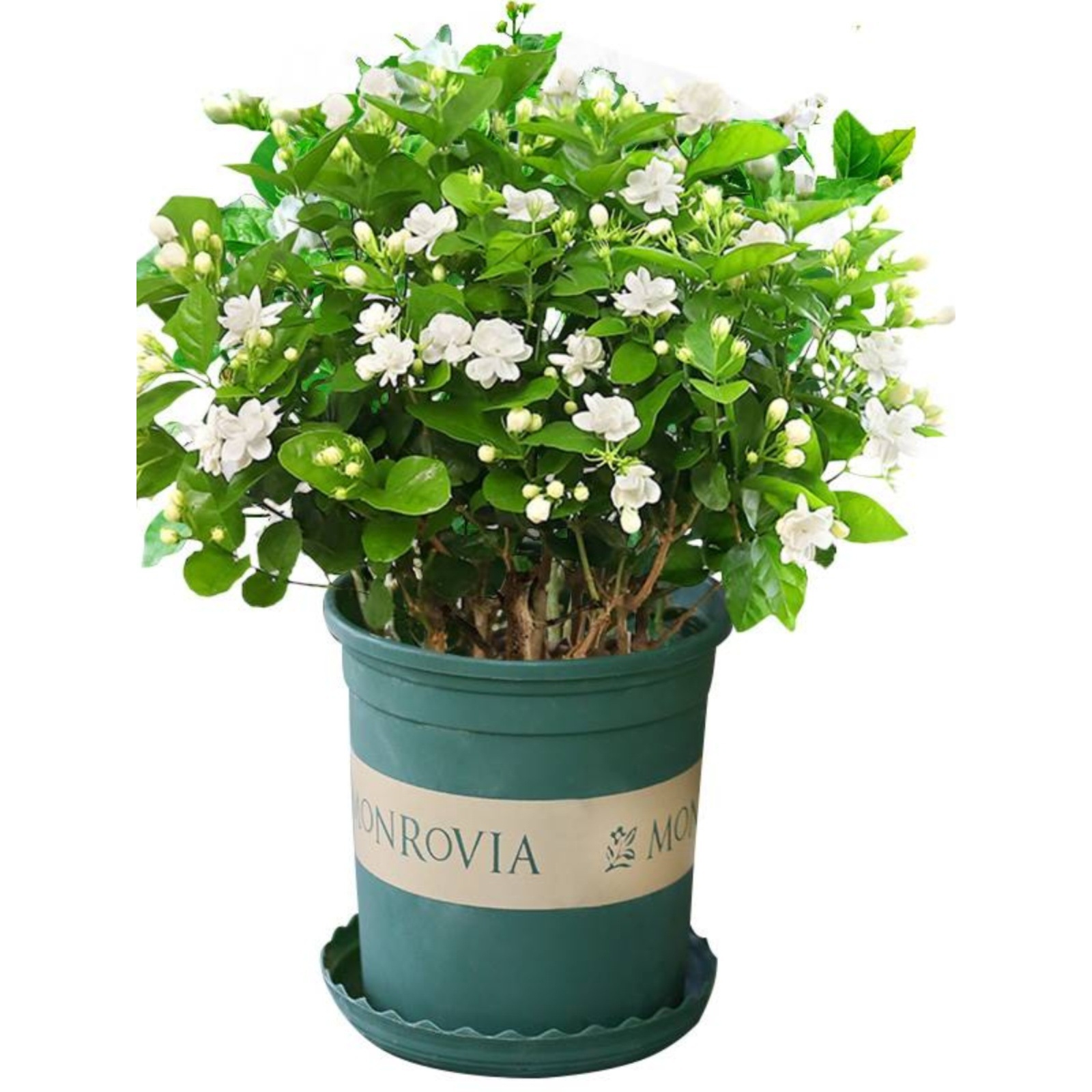 浓香茉莉花苗盆栽带花苞栀子花卉植物室内好养绿植九里香四季开花