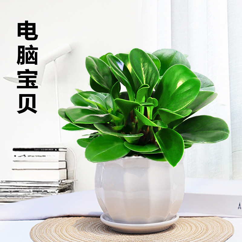 青叶碧玉盆栽电脑宝贝植物常绿盆栽办公室净化空气四季好养豆瓣绿