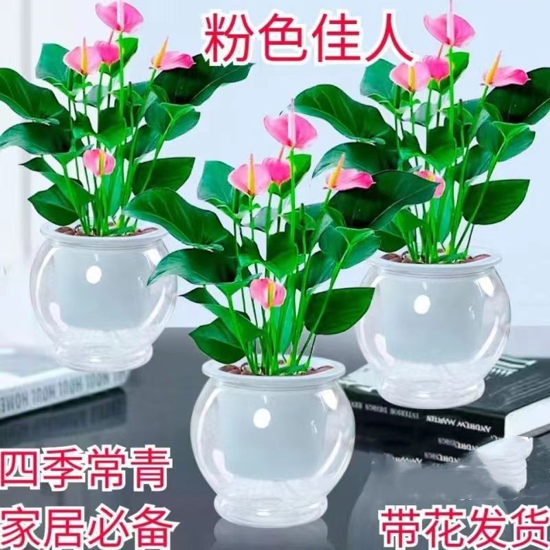 【水培特价抢购】粉掌盆栽室内懒人植物美化空气吸某醛客厅摆放花
