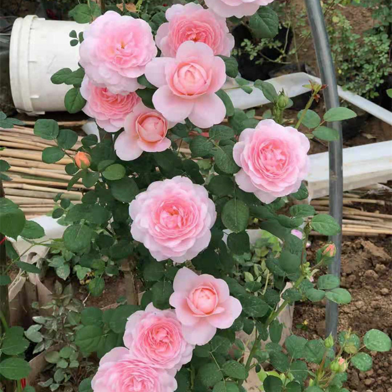 大花月季中苗 欧月小苗 玫瑰花苗清香花苗 灌木月季花苗四季开花