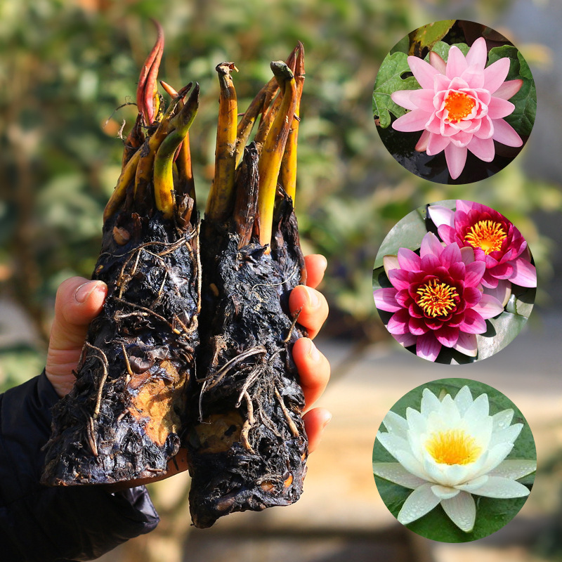 大睡莲根块睡莲花水培植物四季莲花盆栽水养花卉荷花睡莲根茎客厅