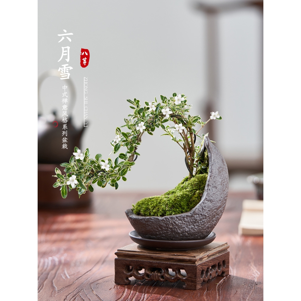 六月雪真盆景室内悬崖式植物造型摆件中式茶室阳台绿植花卉盆栽