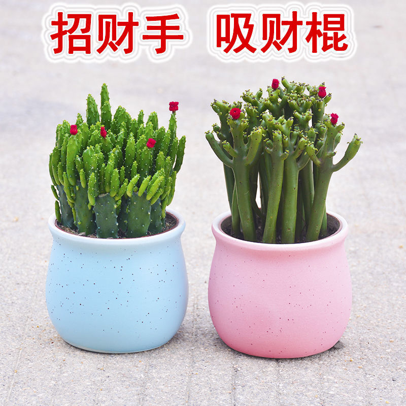 吸财棍多肉植物盆栽客厅绿植花卉室内好养办公室桌面新手小多肉