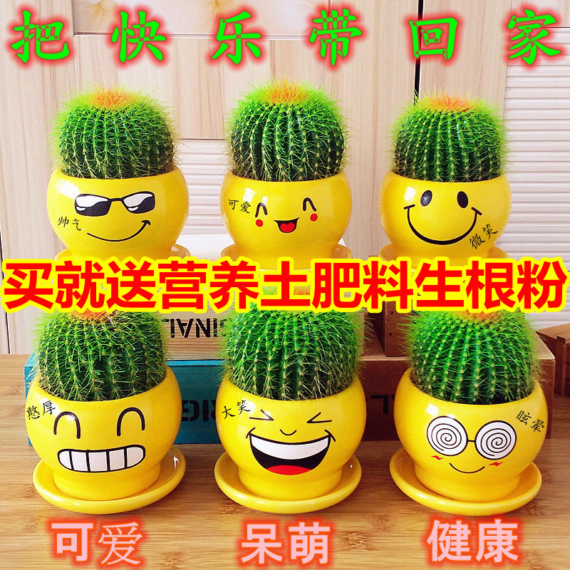 办公室内桌面仙人球多肉植物仙人掌客厅盆栽花卉绿植好养耐旱