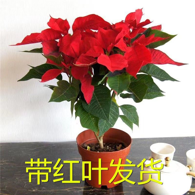 圣诞花一品红盆栽花卉真花阳台客厅吸净化空气绿植花卉植物