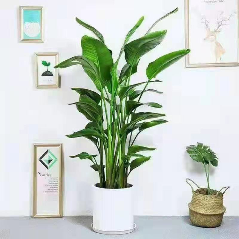 天堂鸟植物室内大型盆栽鹤望兰客厅办公室花卉网红绿植四季常青
