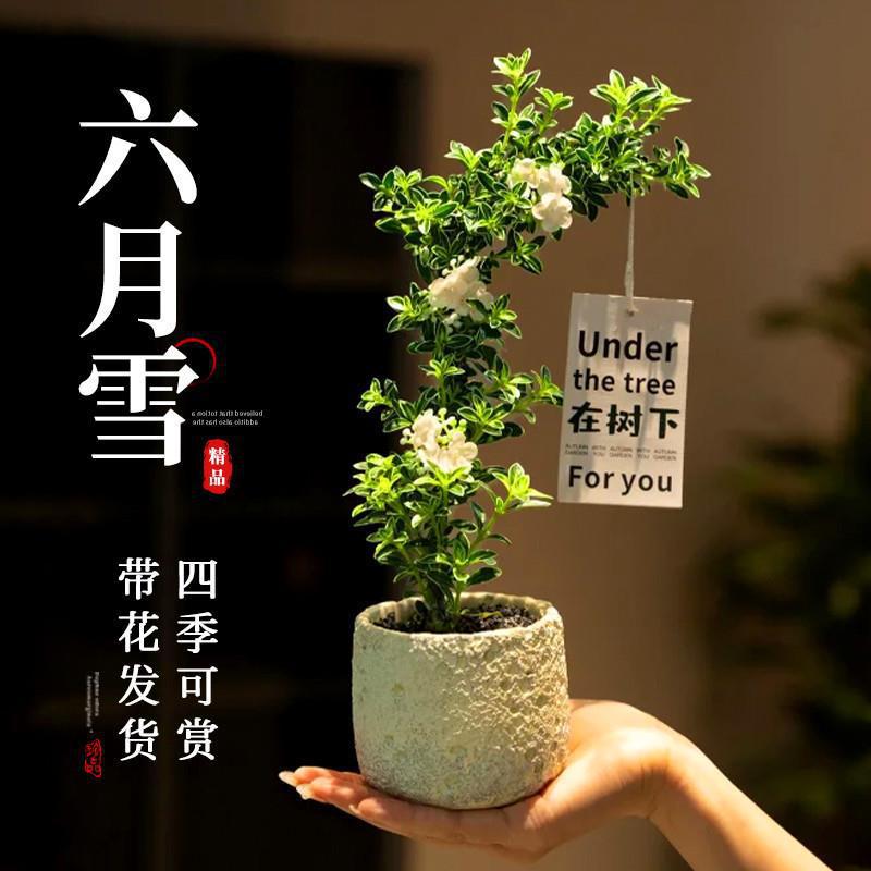 六月雪盆景老桩小盆栽重瓣绿植精品造型花卉鲜花办公室内桌面摆件